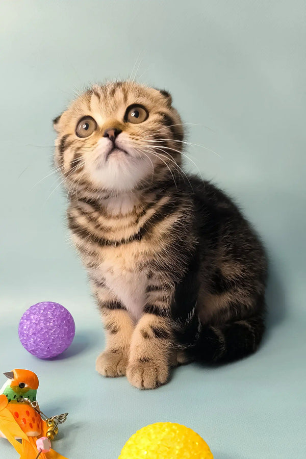 Ines | scottish fold kitten