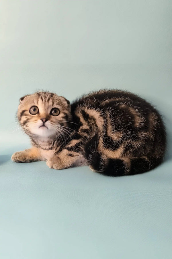 Ines | scottish fold kitten