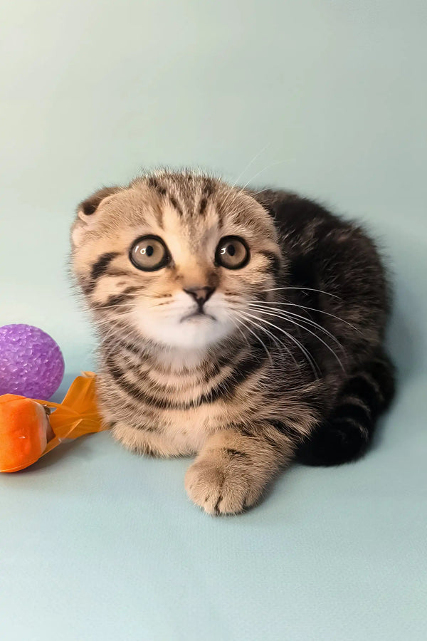 Ines | scottish fold kitten