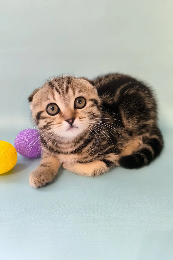 Ines | scottish fold kitten