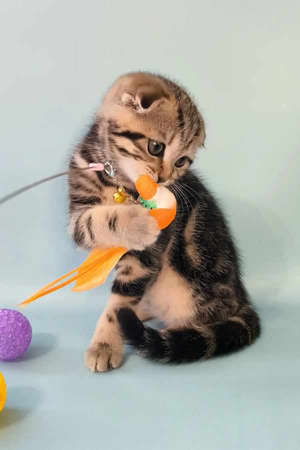 Ines | scottish fold kitten