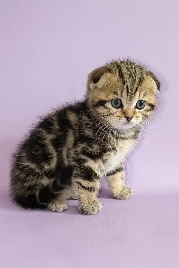 Striped Scottish Fold kitten named Ines, super cute and playful