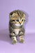 Adorable Striped Scottish Fold Kitten named Ines, perfect for pet lovers