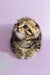 Playful striped fluffy kitten with folded ears in the Ines Scottish Fold product