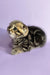 Cute striped tabby kitten named Ines, a playful Scottish Fold companion