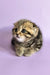 Cute striped tabby Scottish Fold kitten with folded ears ready for cuddles