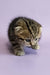 Cute striped tabby kitten Ines, the adorable Scottish Fold companion