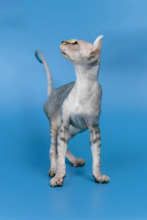 Inesa | elf sphynx kitten