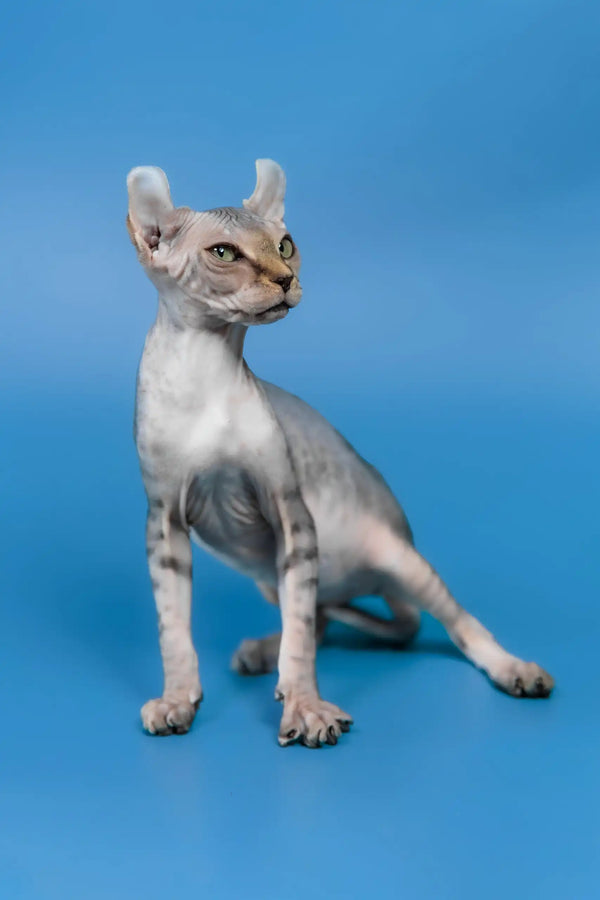 Inesa | elf sphynx kitten