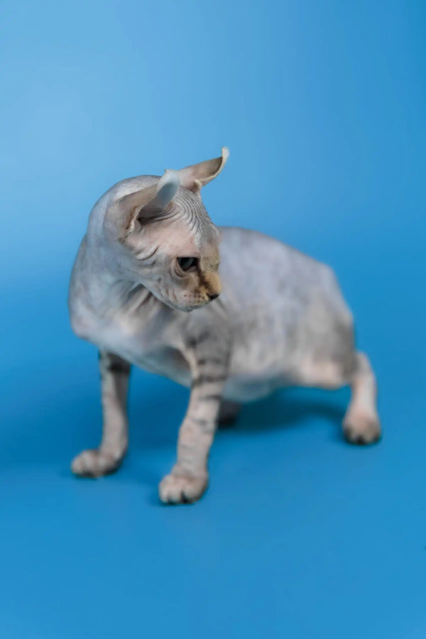 Inesa | elf sphynx kitten