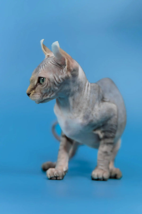 Inesa | elf sphynx kitten