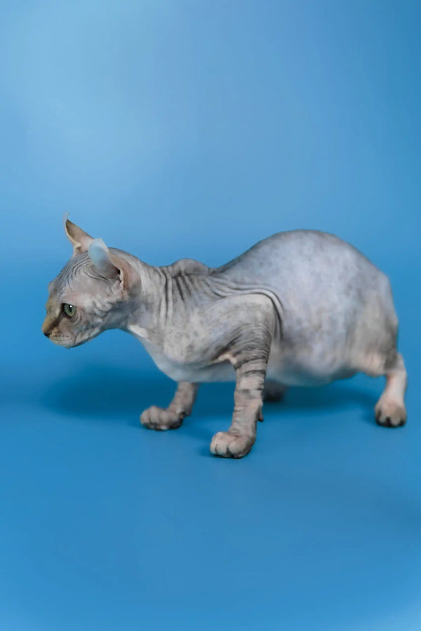 Inesa | elf sphynx kitten