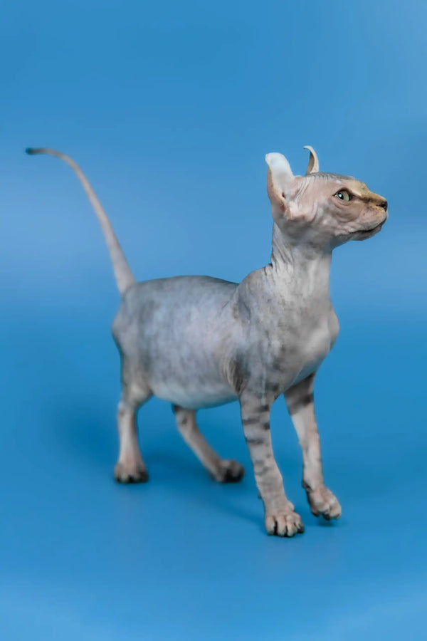 Inesa | elf sphynx kitten