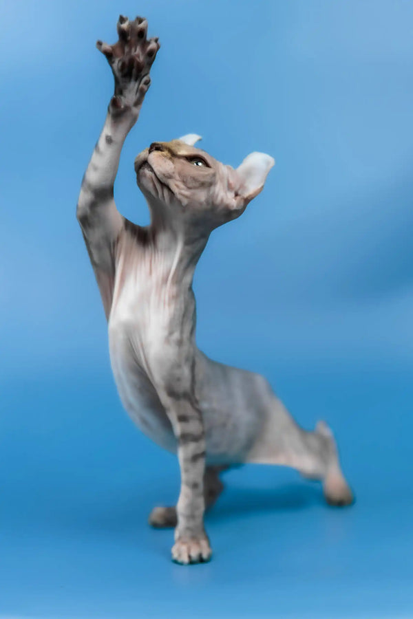 Inesa | elf sphynx kitten