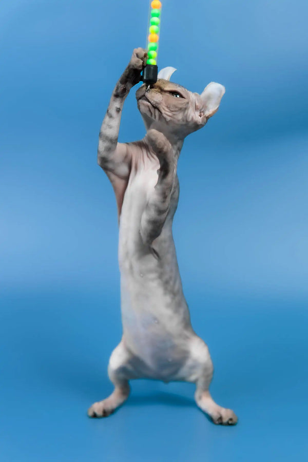 Inesa | elf sphynx kitten