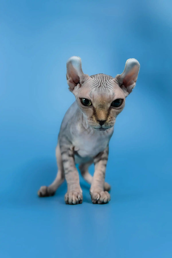 Inesa | elf sphynx kitten