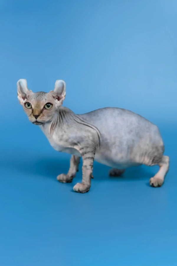 Inesa | elf sphynx kitten
