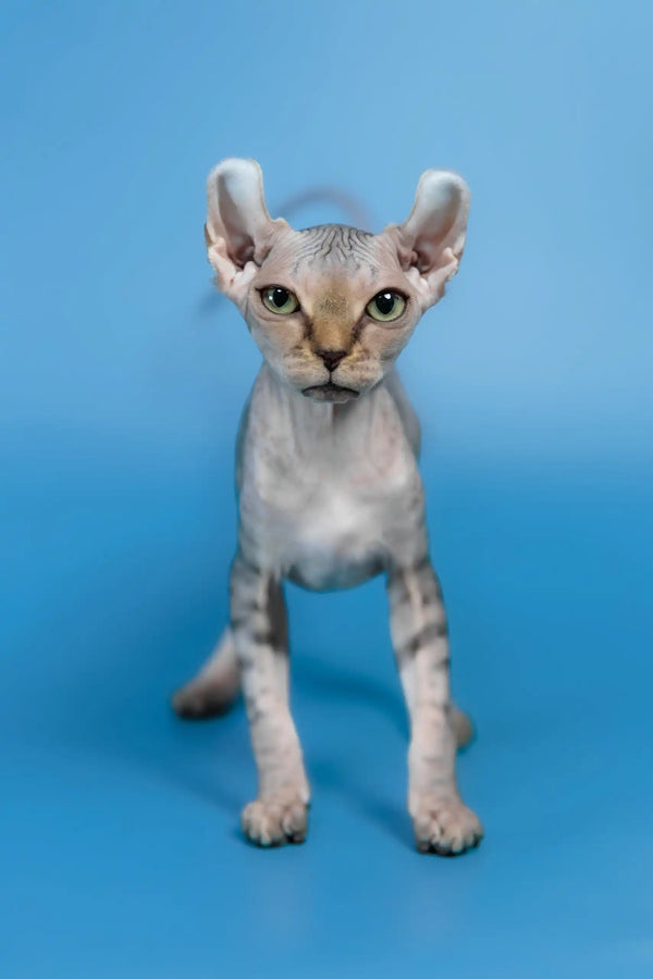 Inesa | elf sphynx kitten