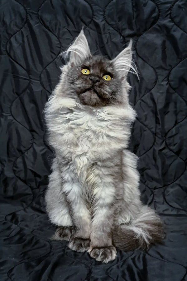 Inesa | maine coon kitten