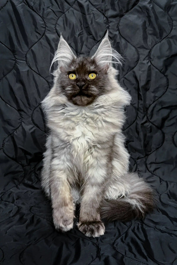 Inesa | maine coon kitten