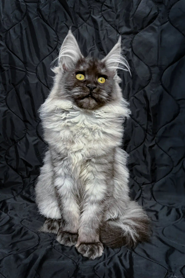 Inesa | maine coon kitten