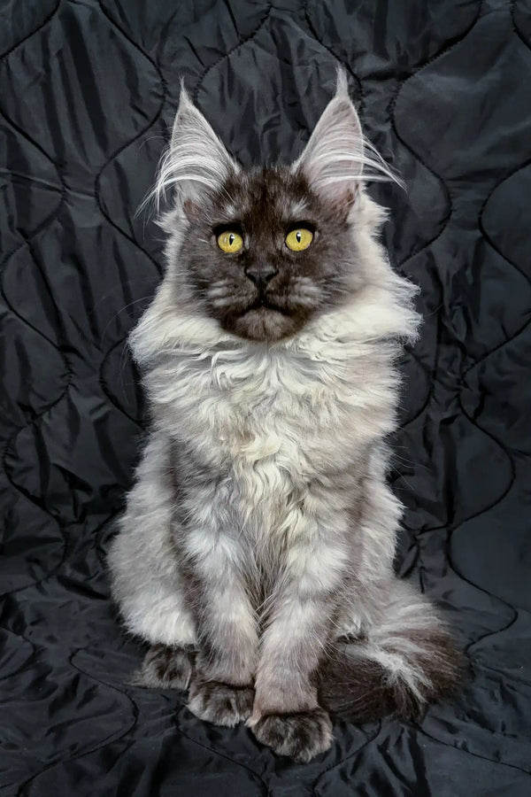 Inesa | maine coon kitten