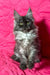 Gray Maine Coon kitten named Inesa showcasing its adorable features and charm