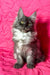 Gray Maine Coon kitten Inesa looking adorable and playful in a cozy setting