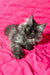 Gray fluffy kitten from the Inesa Maine Coon Kitten collection, super cute and cuddly!