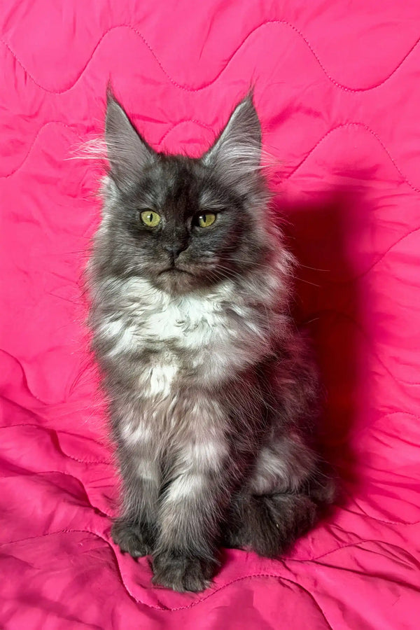 Majestic gray Maine Coon cat from the Inesa Maine Coon Kitten collection