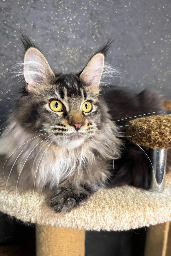 Inessa | maine coon kitten