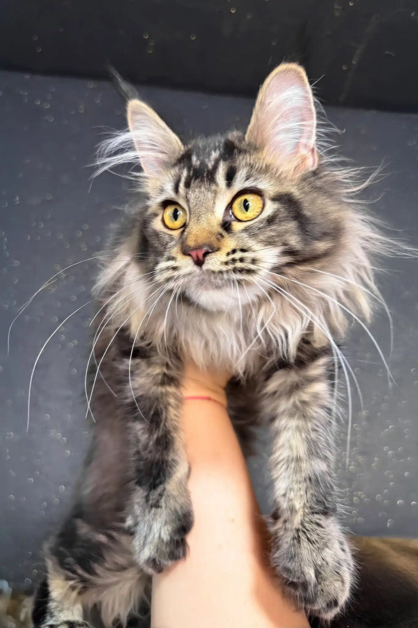 Inessa | maine coon kitten