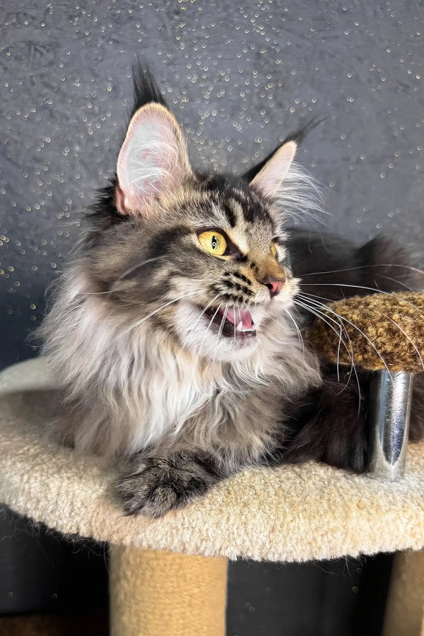 Inessa | maine coon kitten