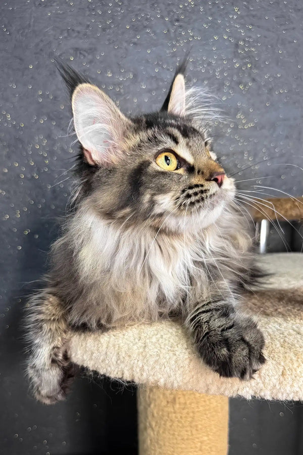 Inessa | maine coon kitten