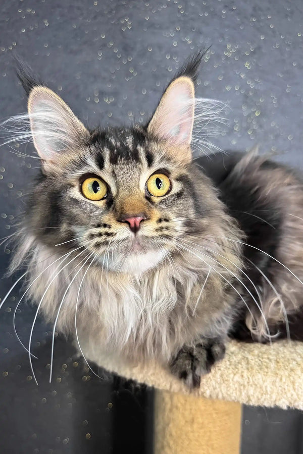 Inessa | maine coon kitten