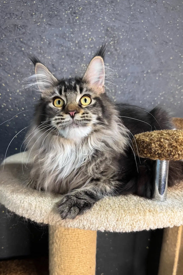 Inessa | maine coon kitten