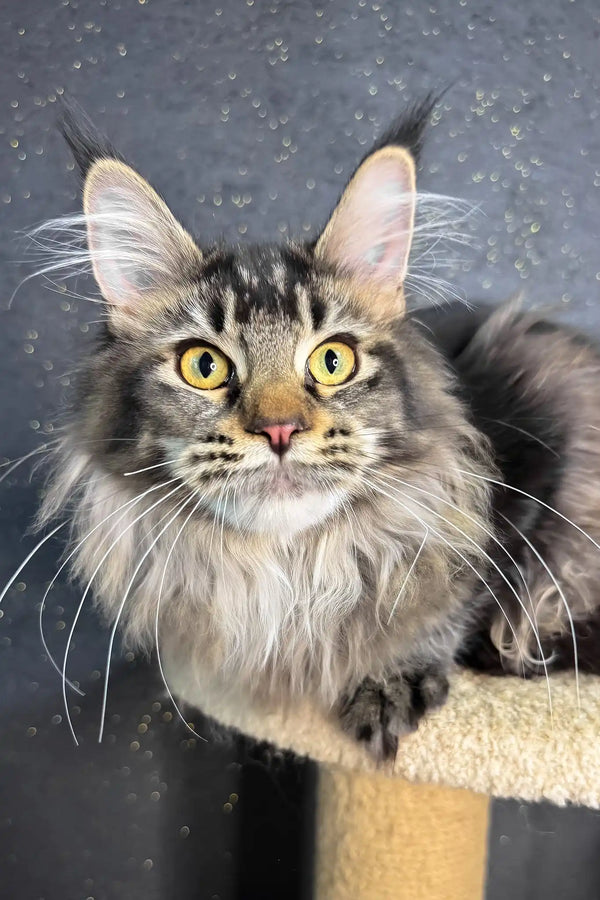 Inessa | maine coon kitten