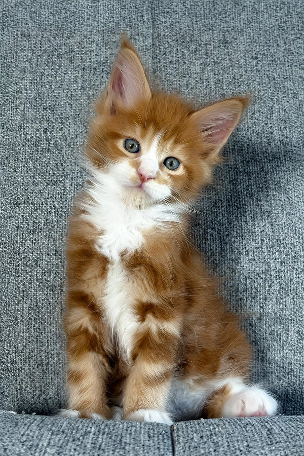 Inferno | maine coon kitten