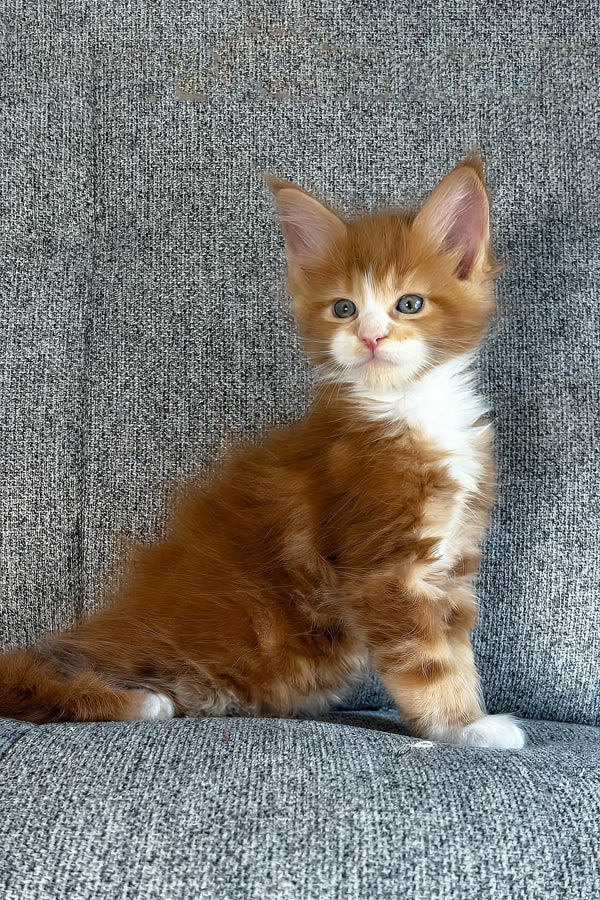Inferno | maine coon kitten