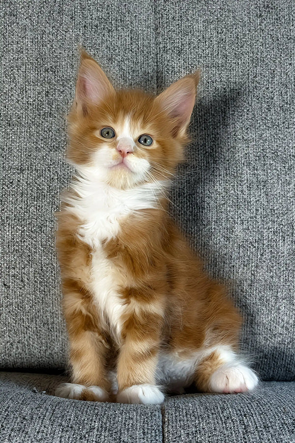 Inferno | maine coon kitten