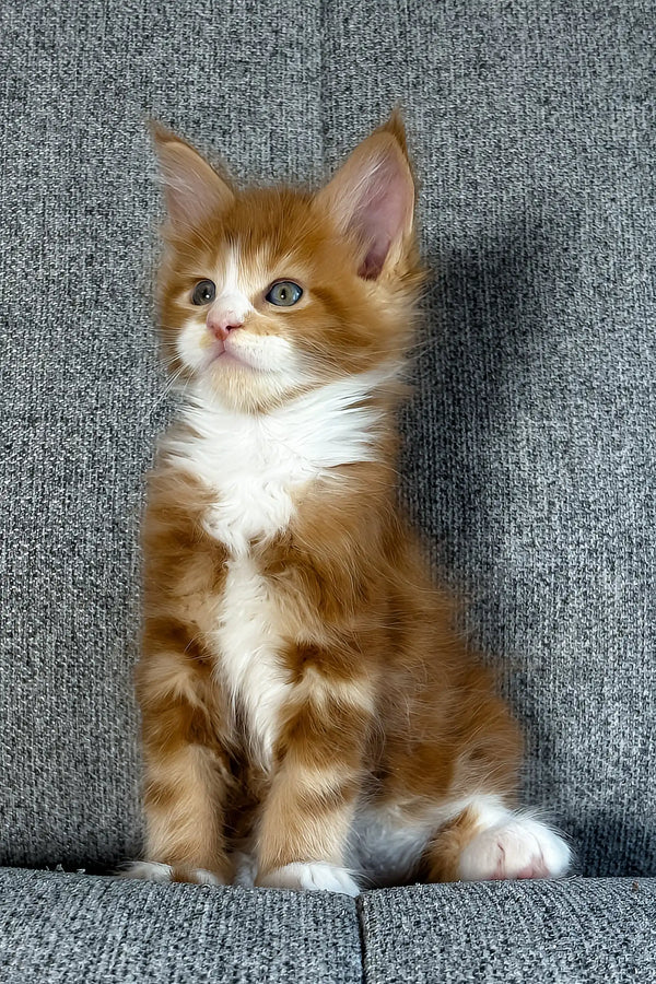Inferno | maine coon kitten