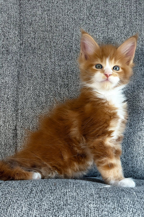 Inferno | maine coon kitten