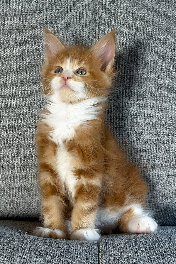 Inferno | maine coon kitten