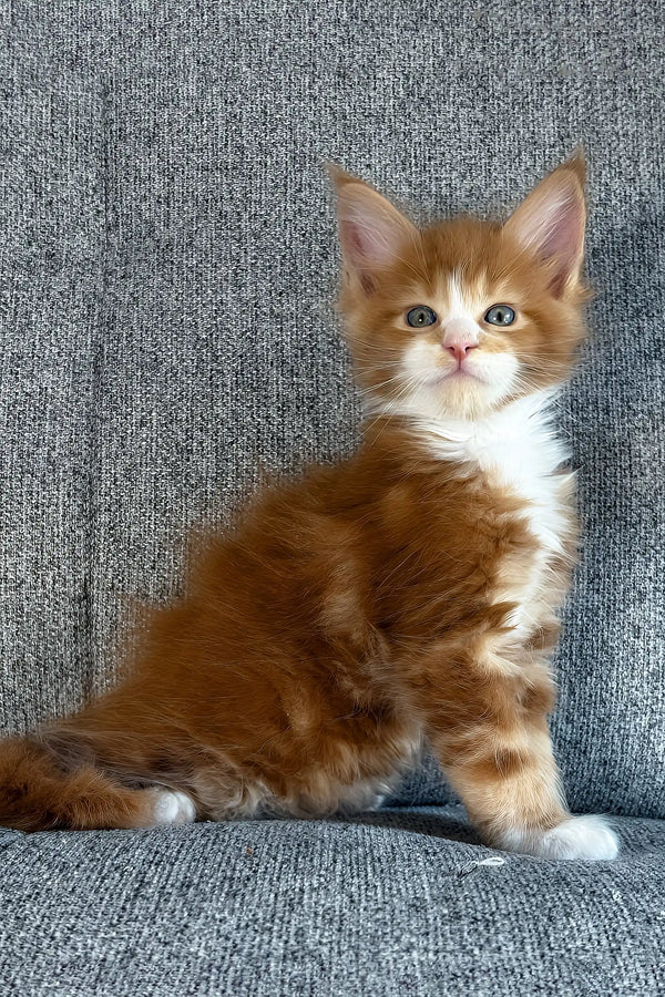 Inferno | maine coon kitten