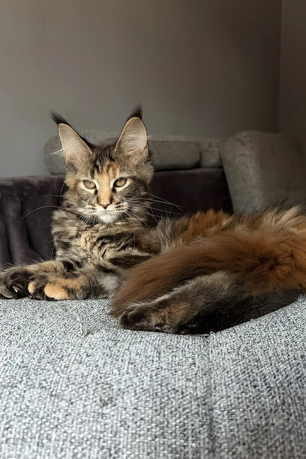 Infinity | maine coon kitten