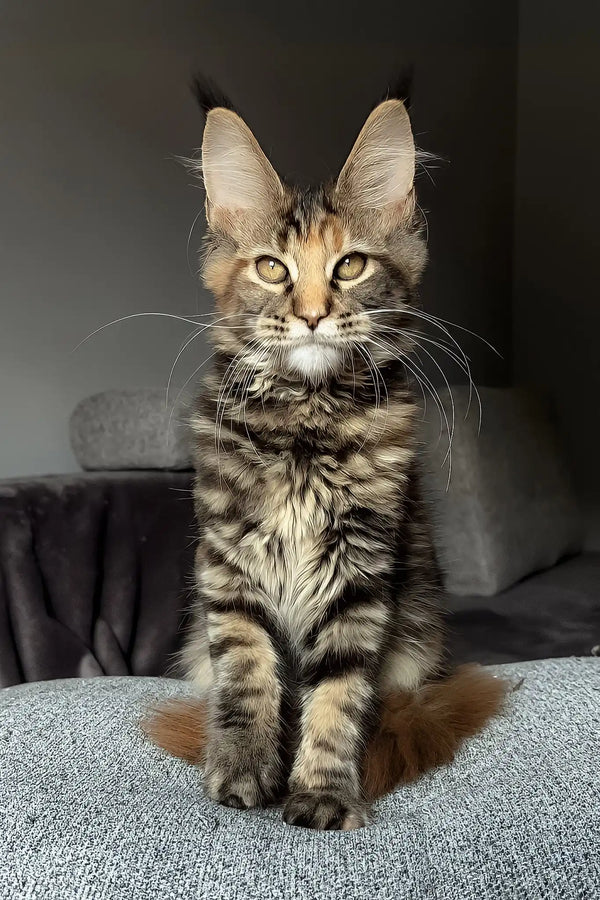 Infinity | maine coon kitten