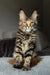 Infinity | maine coon kitten