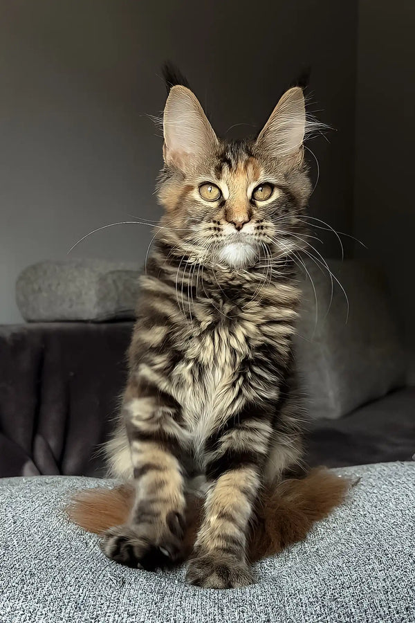 Infinity | maine coon kitten