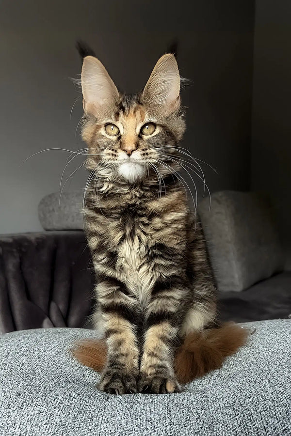 Infinity | maine coon kitten