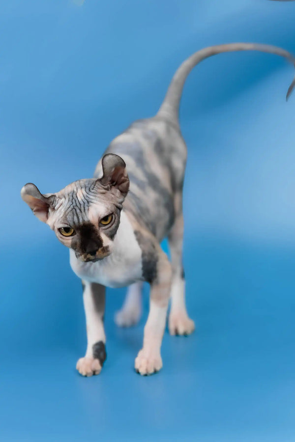 Inga | elf sphynx kitten